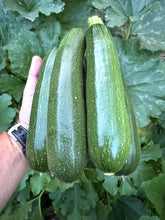 Squash (Black Beauty Zucchini)