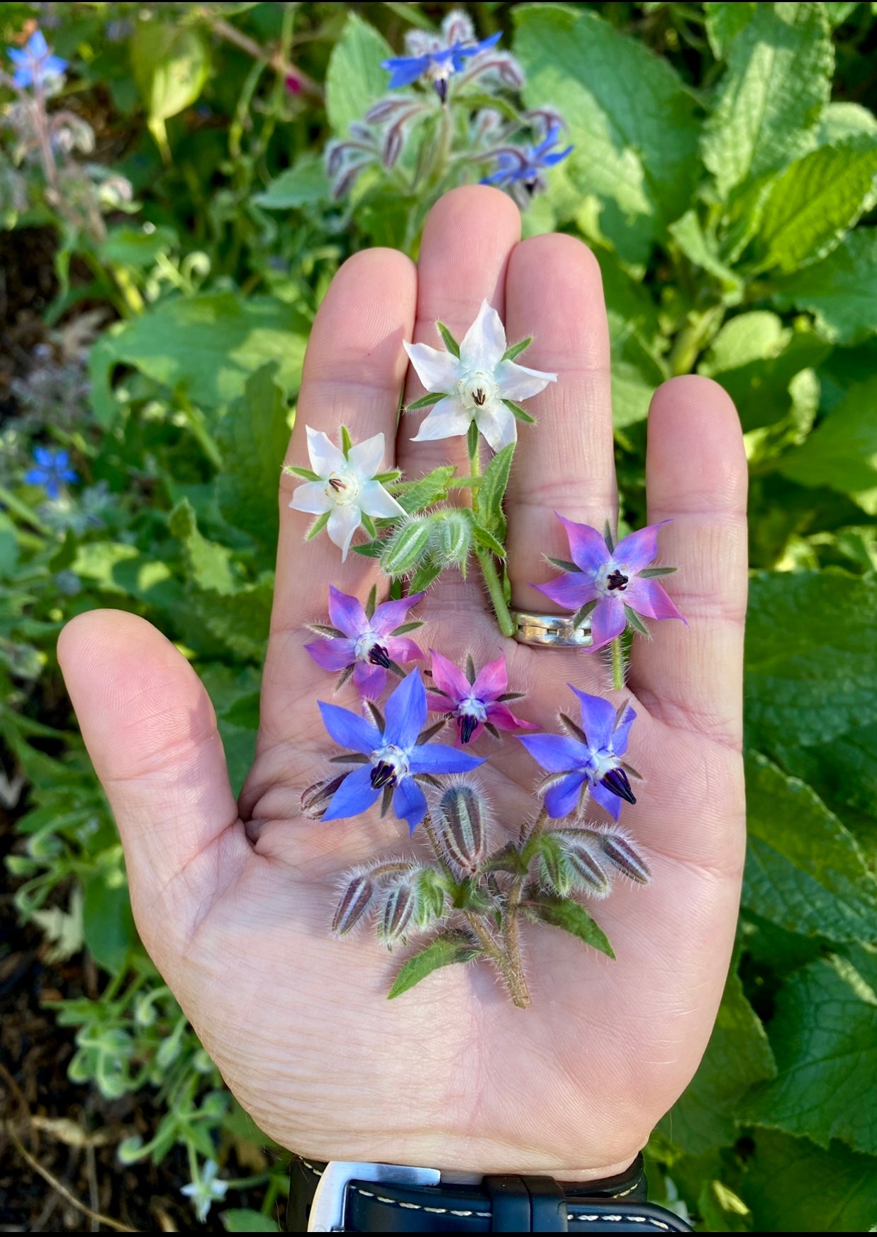 Borage Borage