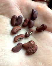Bean (Red Yardlong Bean)