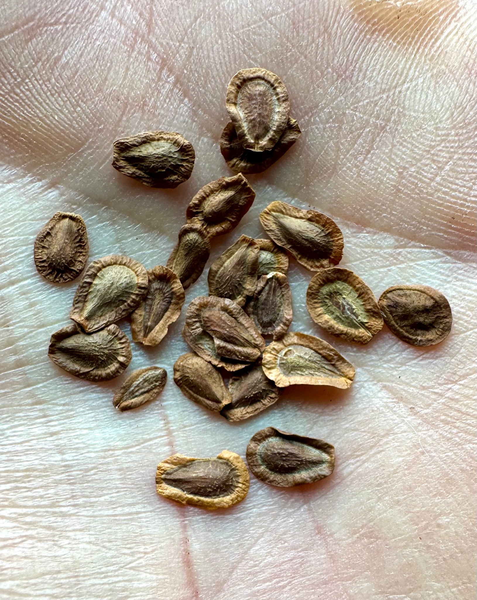 rose milkweed seeds Milkweed (Swamp Rose Milkweed) – Kids Seed Co