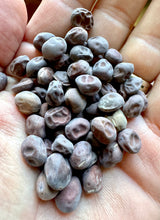 Snow Peas (Purple Snow Peas)