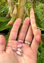 Bean (Flor de Junio Bean)