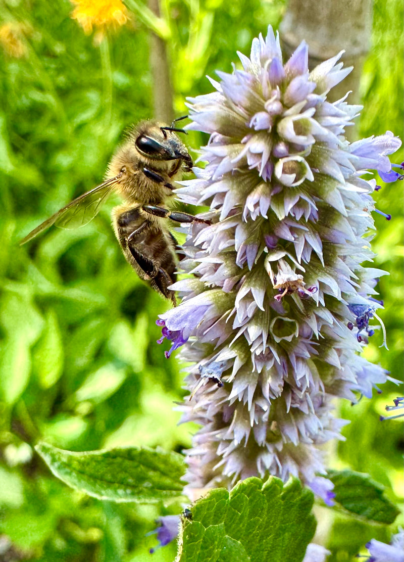 anise hyssop seeds planting Hyssop (Anise) – Kids Seed Co