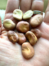 Fava Bean