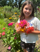Zinnia (Cactus Zinnia)