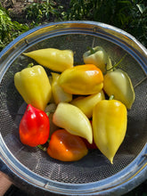 Pepper (Cecei Sweet Pepper)