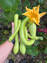 Tromboncino Squash