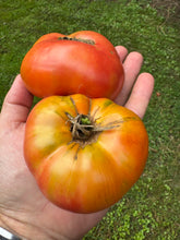 Tomato (Bola Yucatán  Kanacin  Tomato)