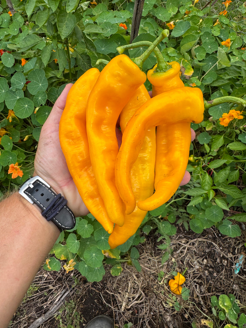 Pepper (Doux long d'Antibes Pepper)