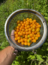 Tomato (Reunion Island Tropical Cherry Tomato)