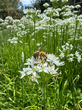 Garlic Chives (Nira)