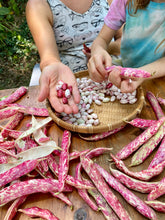 Collection (Italian Seed Varieties)