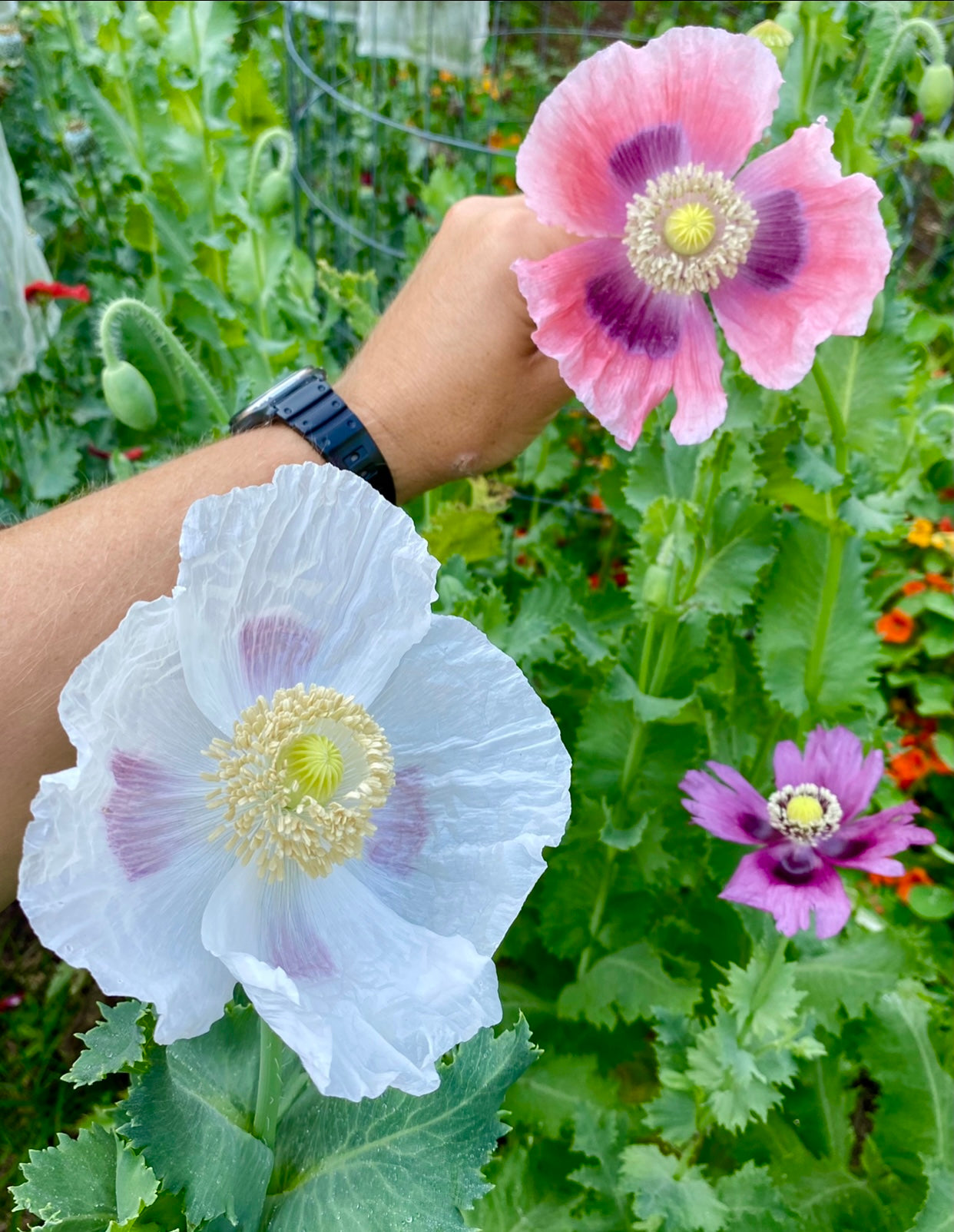 winter flower seeds to plant Late Winter Flower Seed Collection – Kids Seed Co