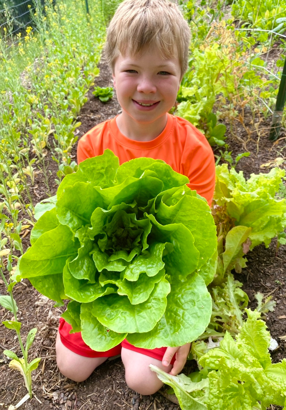 victory garden seed collection Collection (Victory Garden Seeds) – Kids Seed Co
