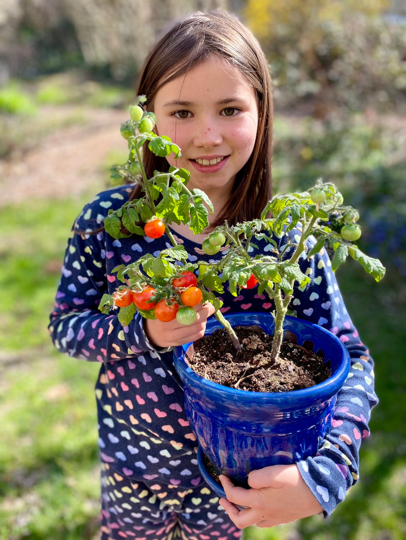 Tomato (Tokyo Micro-Dwarf Tomato)