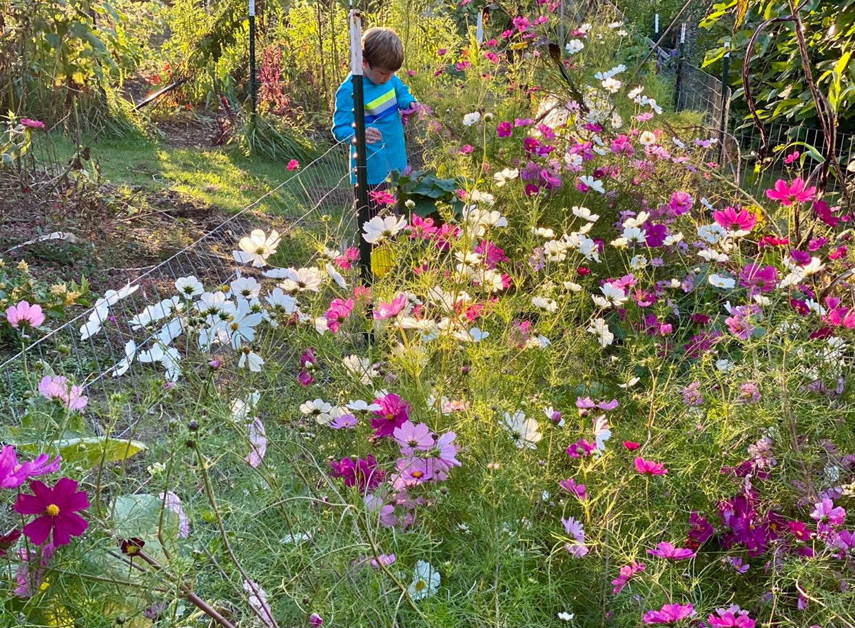 cutting garden seed collection Collection (Cut-flower Seed Varieties) – Kids Seed Co