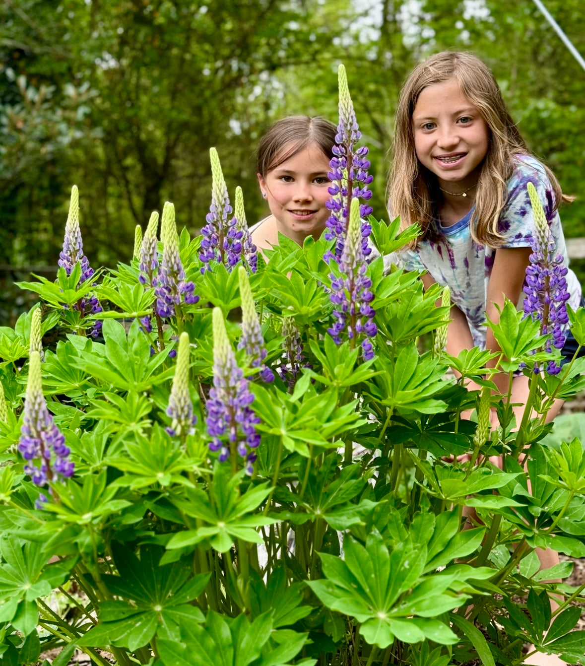 winter flower seeds Late Winter Flower Seed Collection – Kids Seed Co