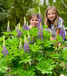 late summer flower seeds Late Winter Flower Seed Collection – Kids Seed Co