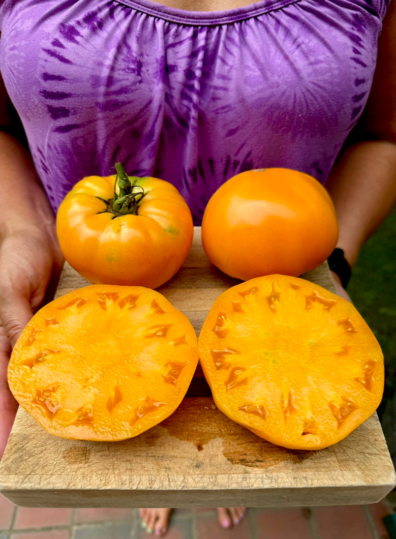 Tomato (Sol de Chiapas Tomato)