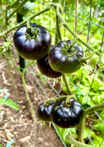 Tomato (Black Beauty Tomato)