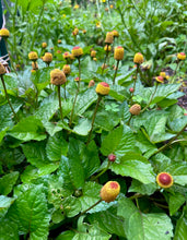 Toothache Plant / Spilanthes