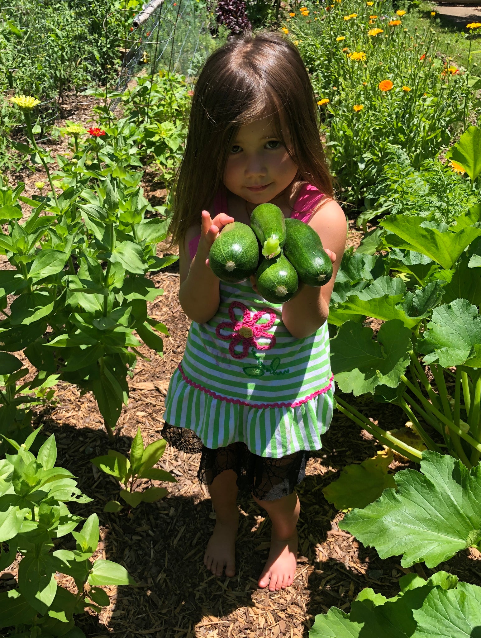 ohio victory garden seeds Collection (Victory Garden Seeds) – Kids Seed Co