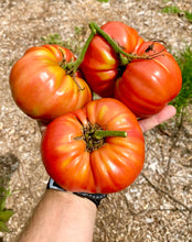 Tomato (Marmande Garnier Rouge)