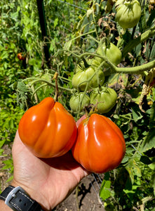 Tomato (Cour di Bue Albenga)