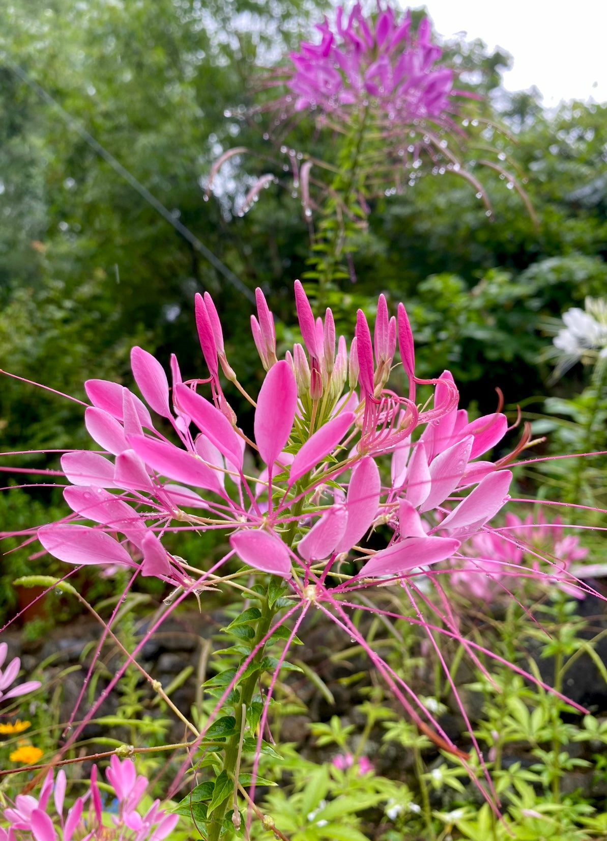 cleome spider flower plant Cleome (Spider Flower) – Kids Seed Co