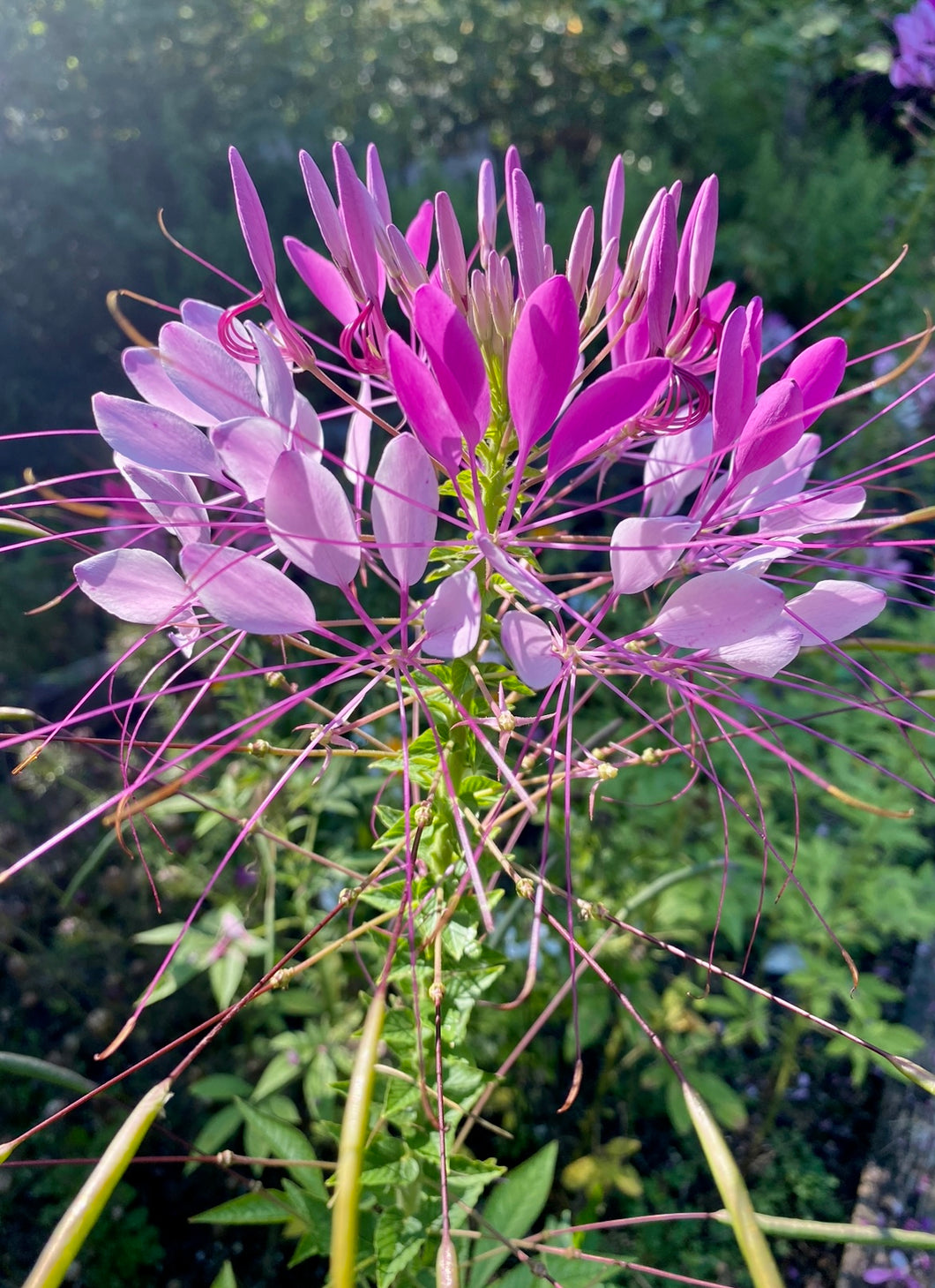 purple flower spider plant Cleome (Spider Flower) – Kids Seed Co