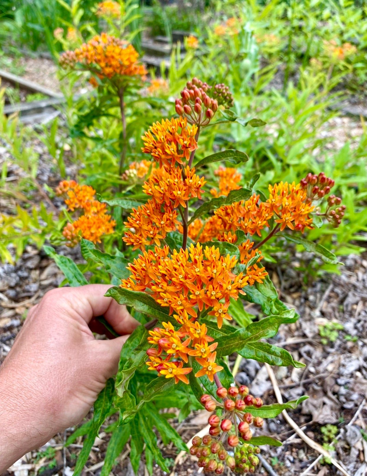 monarch butterfly plant seeds Collection (Monarch Butterfly Seed Varieties) – Kids Seed Co