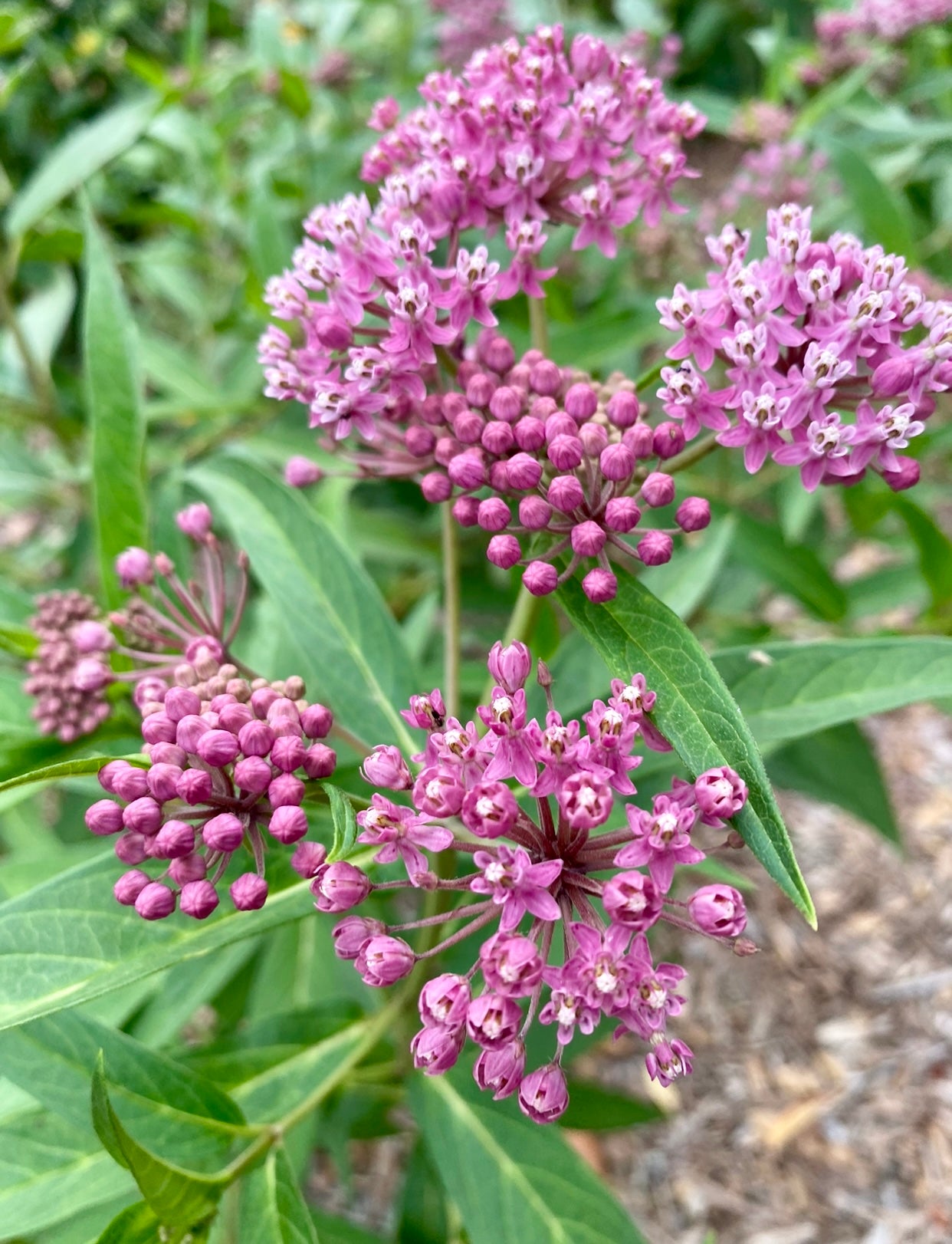 rose milkweed seeds Milkweed (Swamp Rose Milkweed) – Kids Seed Co