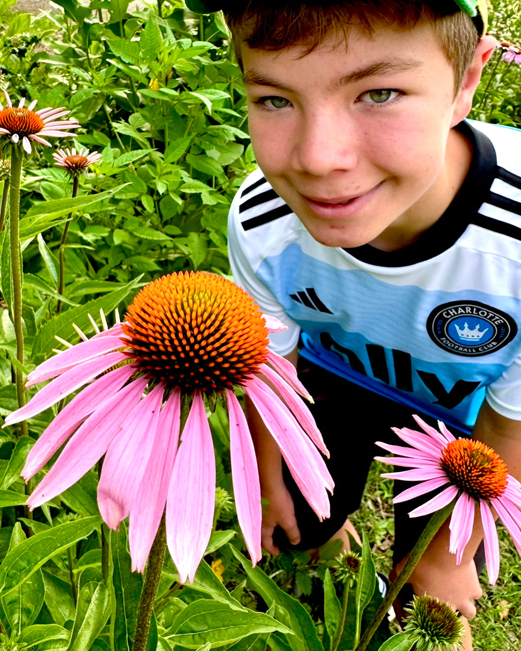 Echinacea / Coneflower