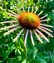 Echinacea / Coneflower