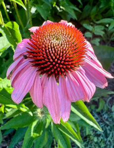 Echinacea / Coneflower