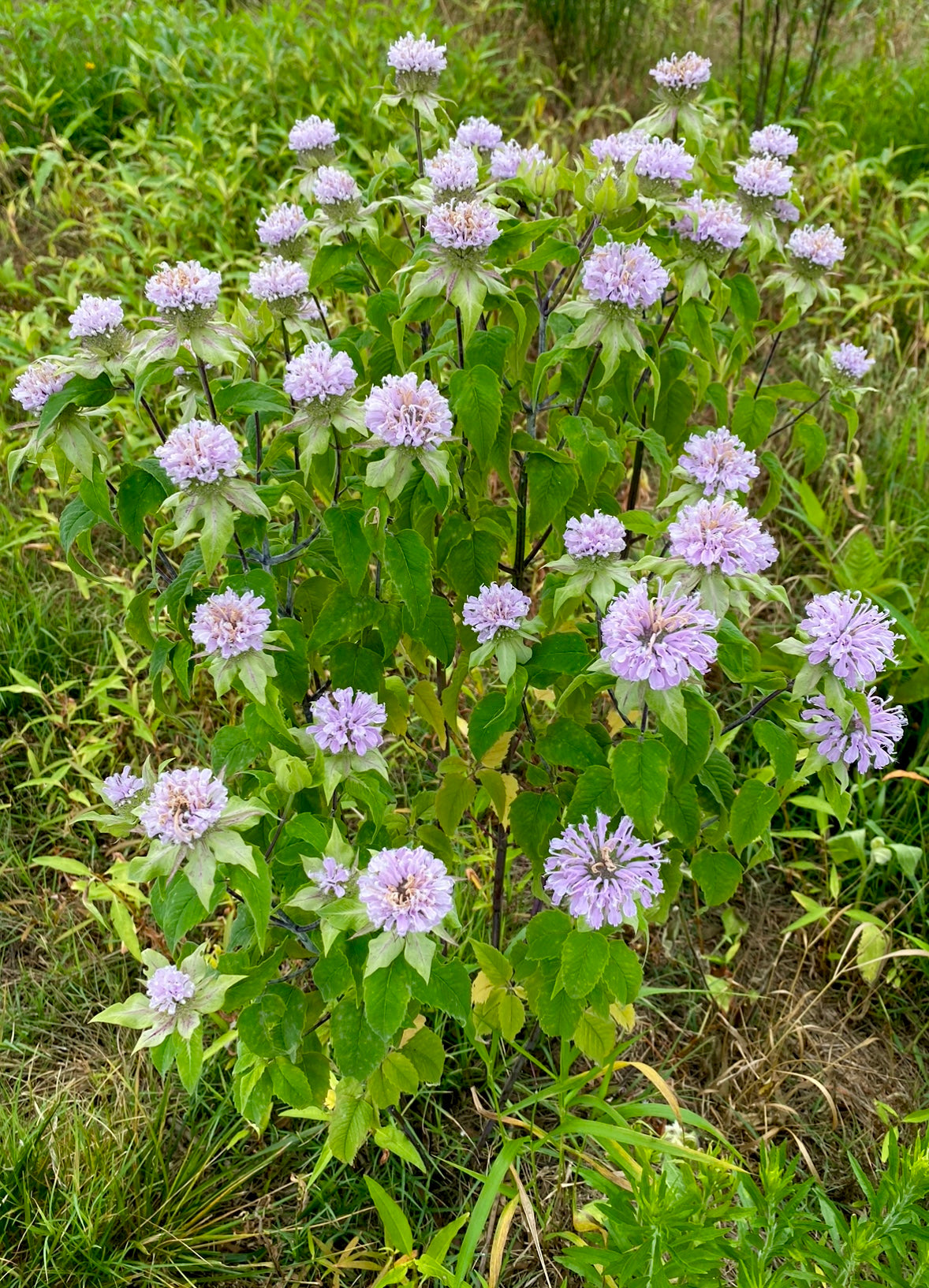 planting wild bergamot seeds Bergamot (Wild Bergamot) – Kids Seed Co