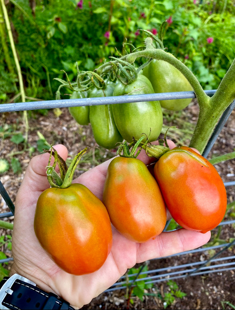 Tomato (Jerusalem Tomato)