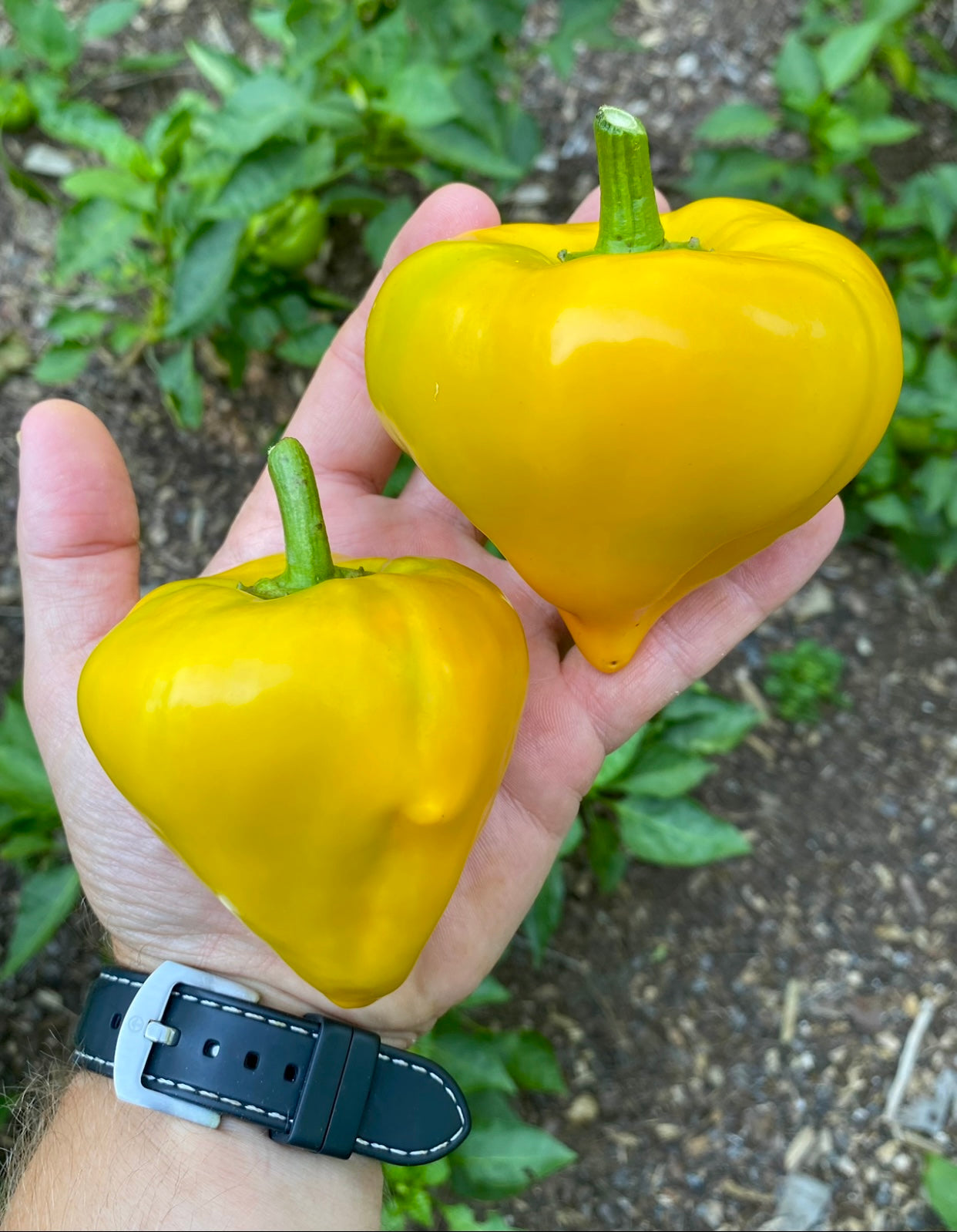 Pepper (Sweet Orange Lesya) – Kids Seed Co.