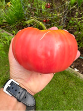 Tomato (Rose de Berne - Riviera Strain)