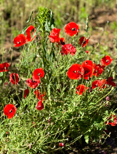 Fall Flower Seed Collection