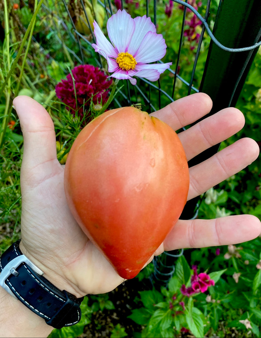 Tomato (Holy Myrrhbearer)