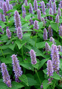 Hyssop (Anise)