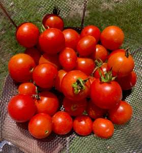 Tomato (Chiang Mai Cherry)