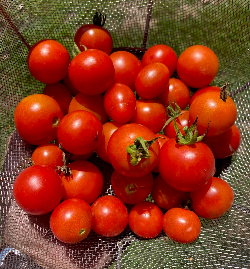 Tomato (Chiang Mai Cherry Tomato)