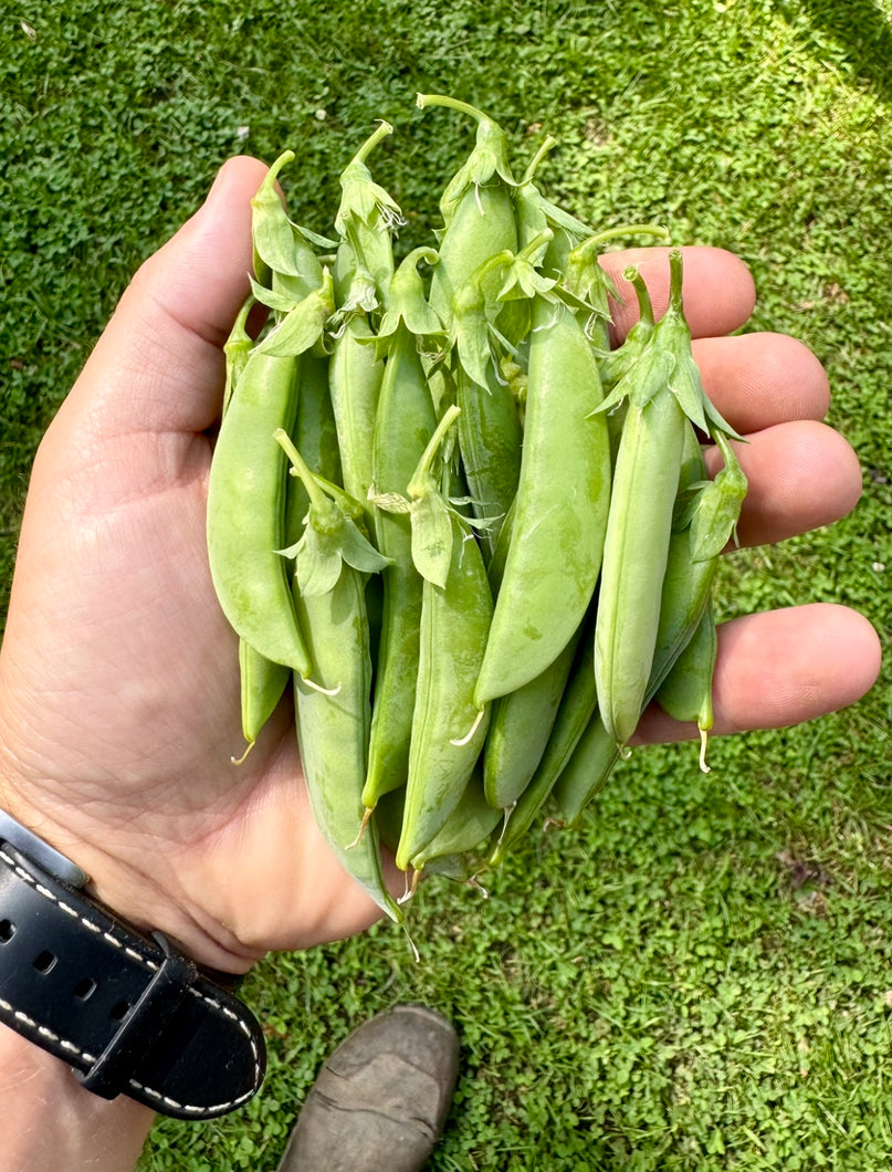 Sugar Snap Peas