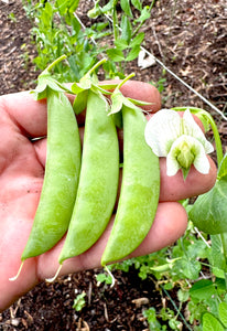 Sugar Snap Peas