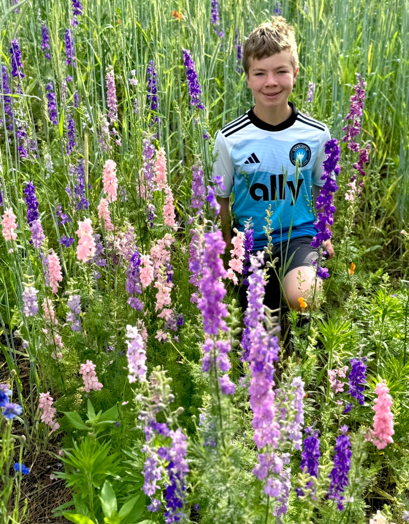 Larkspur (Rocket Larkspur)