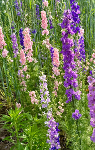 Larkspur (Rocket Larkspur)