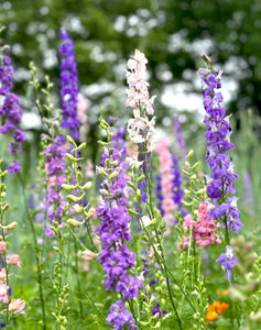 Larkspur (Rocket Larkspur)