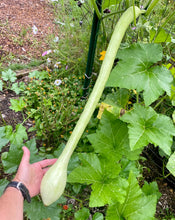 Squash (Tromboncino)